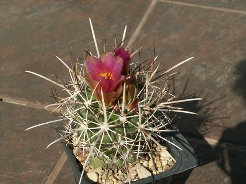 Sclerocactus cloveriae 746 - sb,