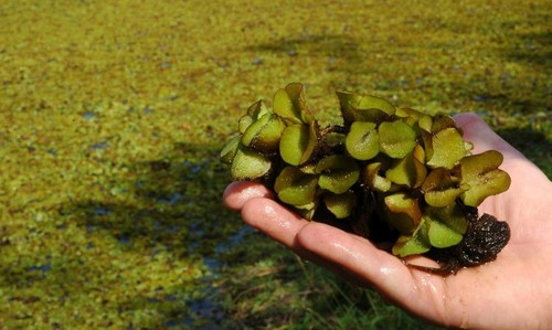 Salvinia auriculata pianta - salvinia,