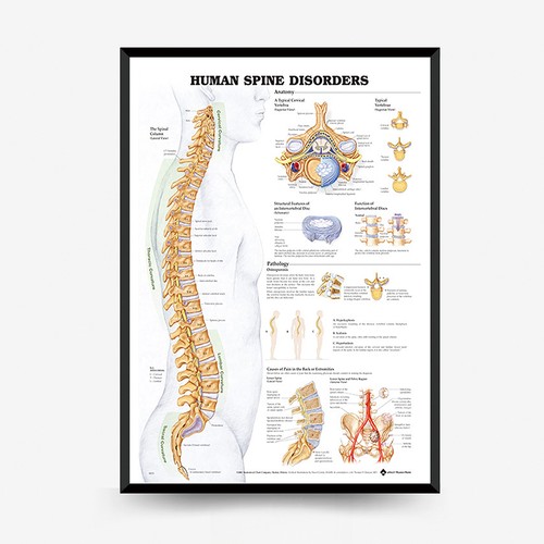 Diagramma anatomico della