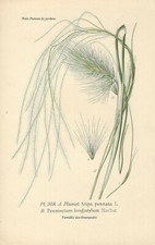 Stampa antica FOGLIE LINO