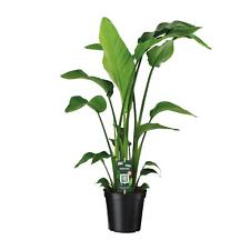 Strelitzia Nicolai - Ø19cm -