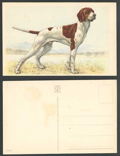 Pointer sporting dog puppy - pointer,