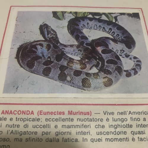 Figurina animali ed - 22,