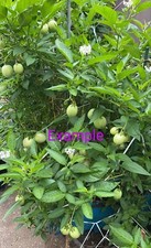 Solanum muricatum aka - , pepino