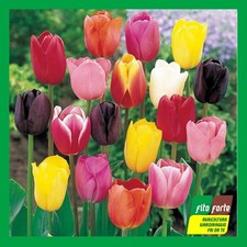 BULBI DA FIORE TULIPANI TULIPANO FIORI BULBO A SCELTA TULIPA OLANDESI VARIETA'