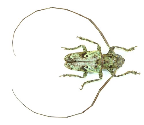 Coleoptera cerambycidae - coleoptera,,
