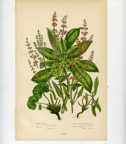 Stampa botanica antica 1899 - botanica,