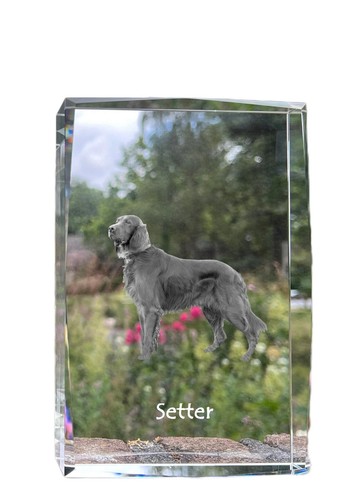 Setter inglese cristallo - cristallo, con