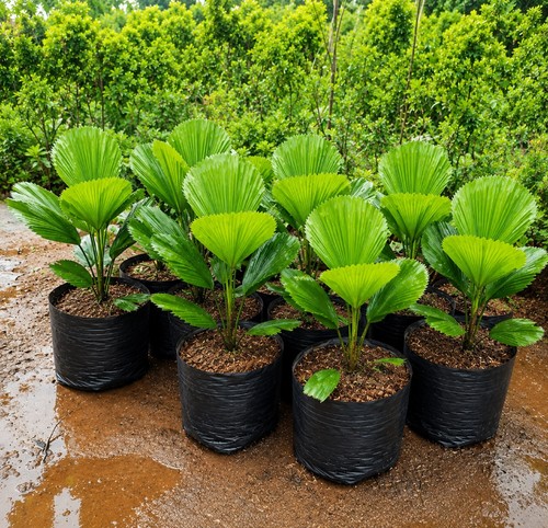 Licuala grandis palm - palm, live