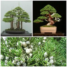 Semi juniperus - 30,