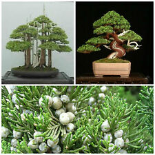 10 semi di Juniperus Chinensis, Ginepro cinese, semi bonsai