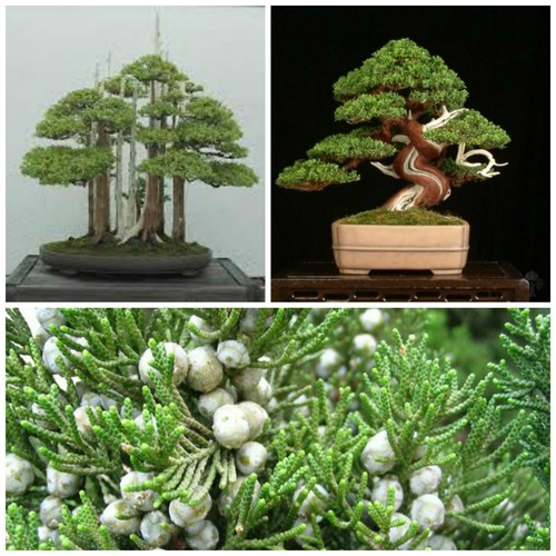 Semi juniperus - semi, di