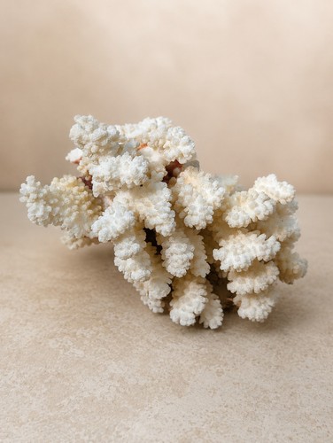 Corallo naturale bianco