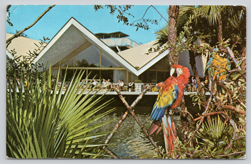 Cartolina macaw busch gardens - macaw,