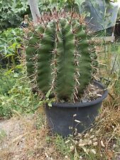 Pianta grassa (Ferocactus latispinus) 