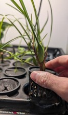 Hydro aeroponics maxillaria - hydro/aeroponics,