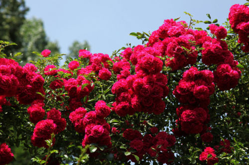 Semi rosa rosso scuro - semi,