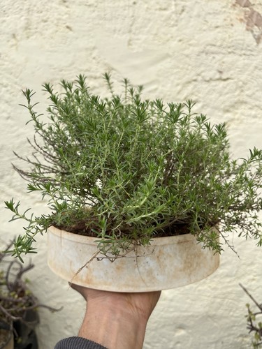 Timo bonsai - timo., vulgaris