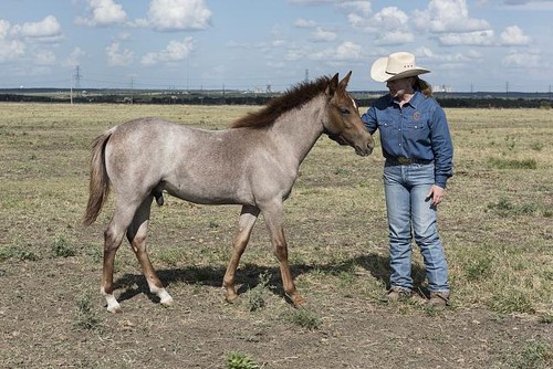 Venus texas michelle cannon - michelle,