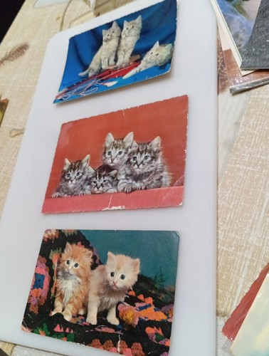 Cartoline con gatti - tre, pezzi