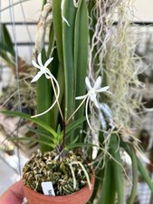 Neofinetia falcata  Orchid species Blooming now Very rare