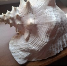 Grande Conchiglia Marina Naturale Gigante –Conch Shell Collezione Arredo Nautico