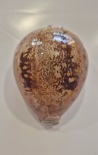 CYPREA VALENTIA     RARE SHELL