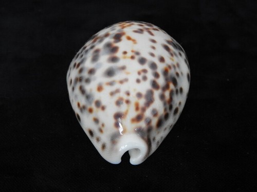 Sea shell cypraea - shell, tigris
