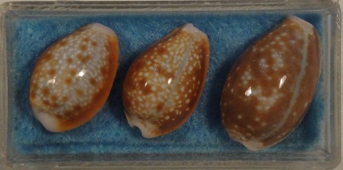 Cypraea helvola nani - cypraea,