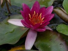 Pianta rizoma nymphea rustica rossa Ninfea Pygmea Rubra acquatica 