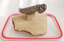 Bellissima Crotalocephalina