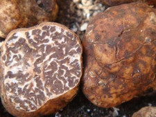 Micelio Tartufo 120 ml | Testato in Laboratorio | Micelio Certificato | Tartufo da Coltivare