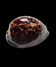 Shell conchiglia cypraea - conchiglia,