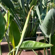 Strelitzia reginae con fiore