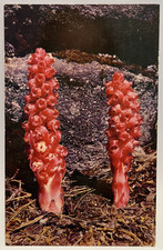 Cartolina Pianta di Neve