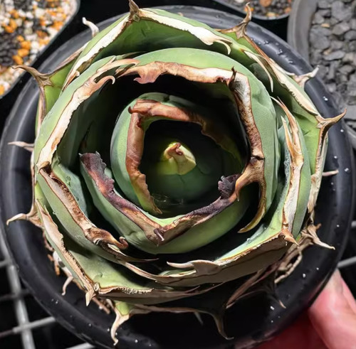 Agave titanota juggernaut - agave,