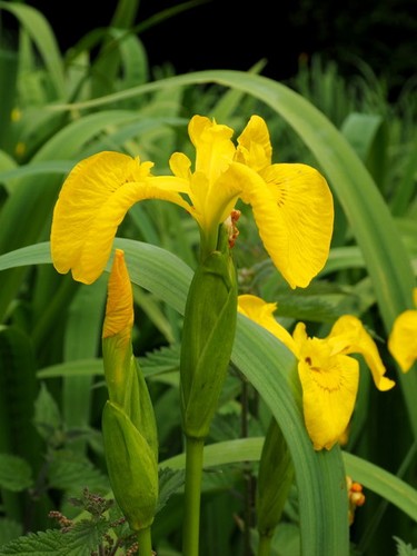 Photo 6x4 iris pseudacorus - photo,