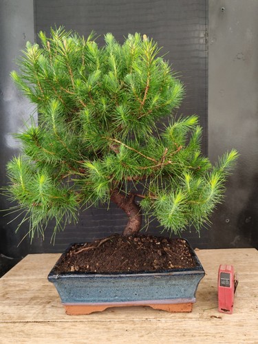 Bonsai pino halpensis - bonsai, cm