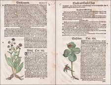 Wolfsbeere Teufelsabbiss