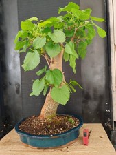 bonsai di gelso  h 67 cm