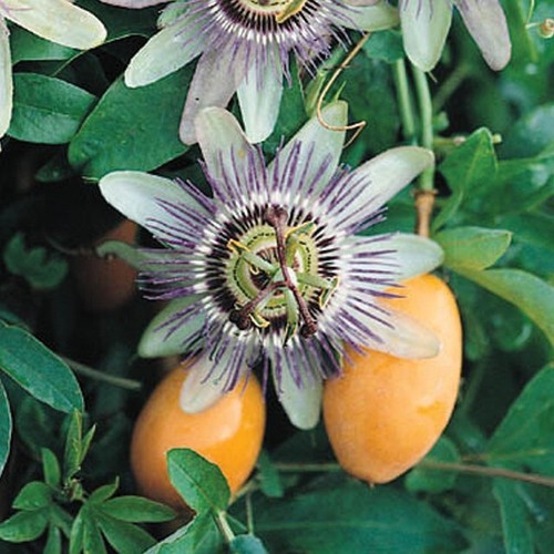 Fiore frutto della passione - della,