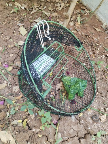 Trappola per uccelli ovale