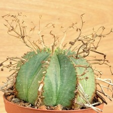 Euphorbia meloformis ssp