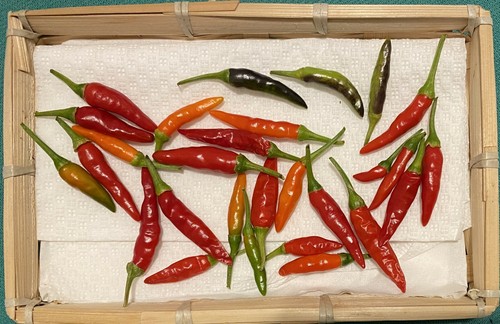 Semi peperoncini thai - 20,