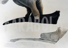 Foto Vintage Animali Londra