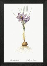 Quadro crocus sativus - quadro,