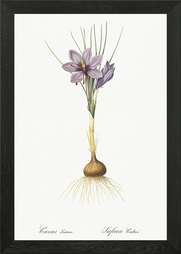 Quadro crocus sativus - quadro,