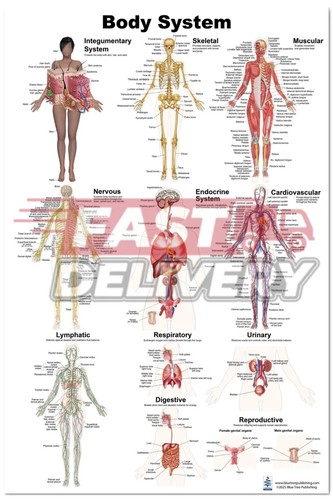Poster sistemi corpo umano - poster,