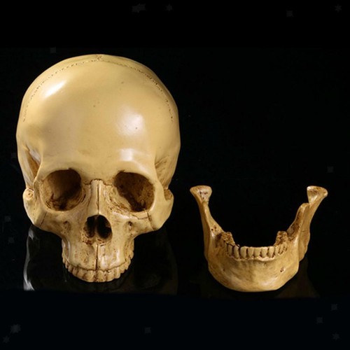 Cranio umano 1 replica - 1,