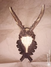 TROFEO DI CACCIA VERE CORNA DI CAPRIOLO SU SCUDO IN LEGNO SCOLPITO